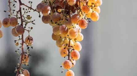 A szőlő bogyóalak változatossága