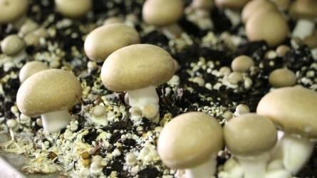 Gombatermesztés a Bio-Fungi Kft.-nél - Így kerül a boltok polcaira a magyar csiperke és laskagomba