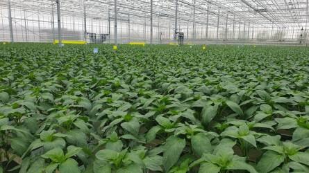 Bemutatjuk Magyarország legmodernebb palántanevelő üvegházát - Árpád-Agrár Zrt. átadó ünnepség