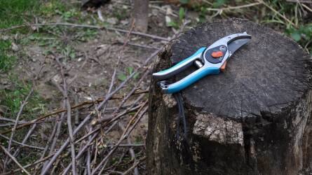 Metszés tavasztól télig IV. rész – mit metsszünk ősszel?