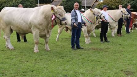 Charolais marhák látványos bírálatával is várnak az állattenyésztési napokon