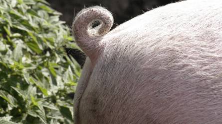 Állatorvosok, figyelem! Leállt az antibiotikum-felhasználás bejelentő rendszer