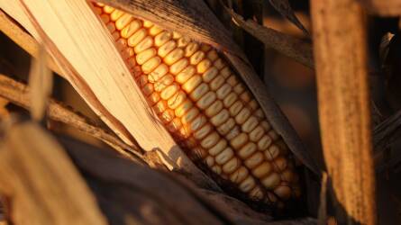 Aflatoxin-szennyezettségtől mentes kukoricát termesztettek Magyarországon